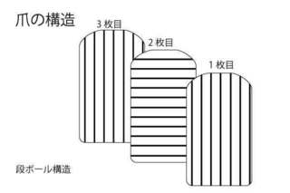 爪の構造.jpg
